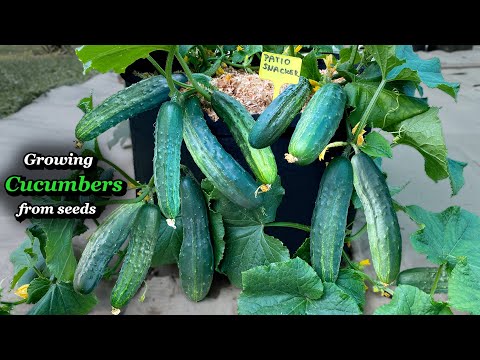 Growing Cucumbers from Seed to Regular Harvest - Step by Step (Small Space & Containers & Grow Bags)