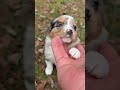 Australian Shepherd dogs for sale: Bo - Video 2