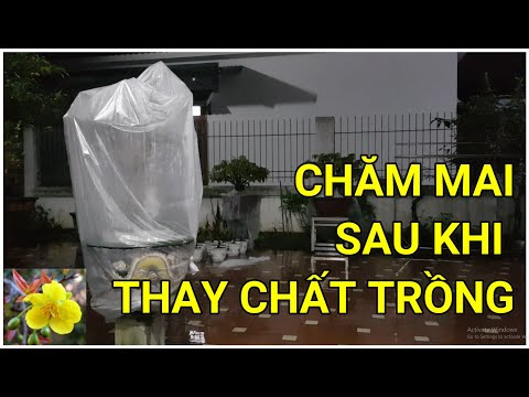 🔴 QBS22154 - CARE FOR YELLOW APRICOT BLOSSOMS AFTER CHANGING PLANTING METAL || WHAT FERTILIZER SH...