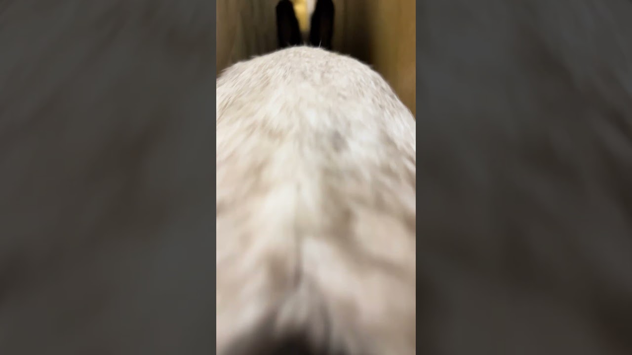 バックしまーす