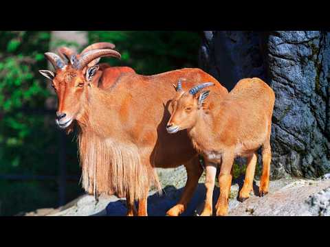 The Mountain Goat Expedition: Exploring Habitat & Harsh environments