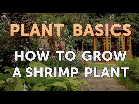 How to Dry an Overwatered Plant