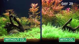 Plant aquarium in fast motion with or without CO2