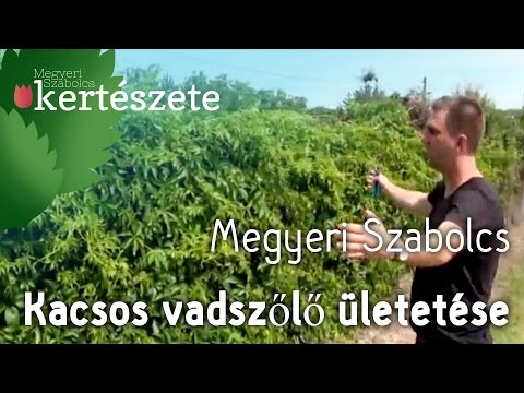 Parthenocissus quinquefolia - Kacsos vadszőlő ültetése - Megyeri Szabolcs online Kertészet Szeged