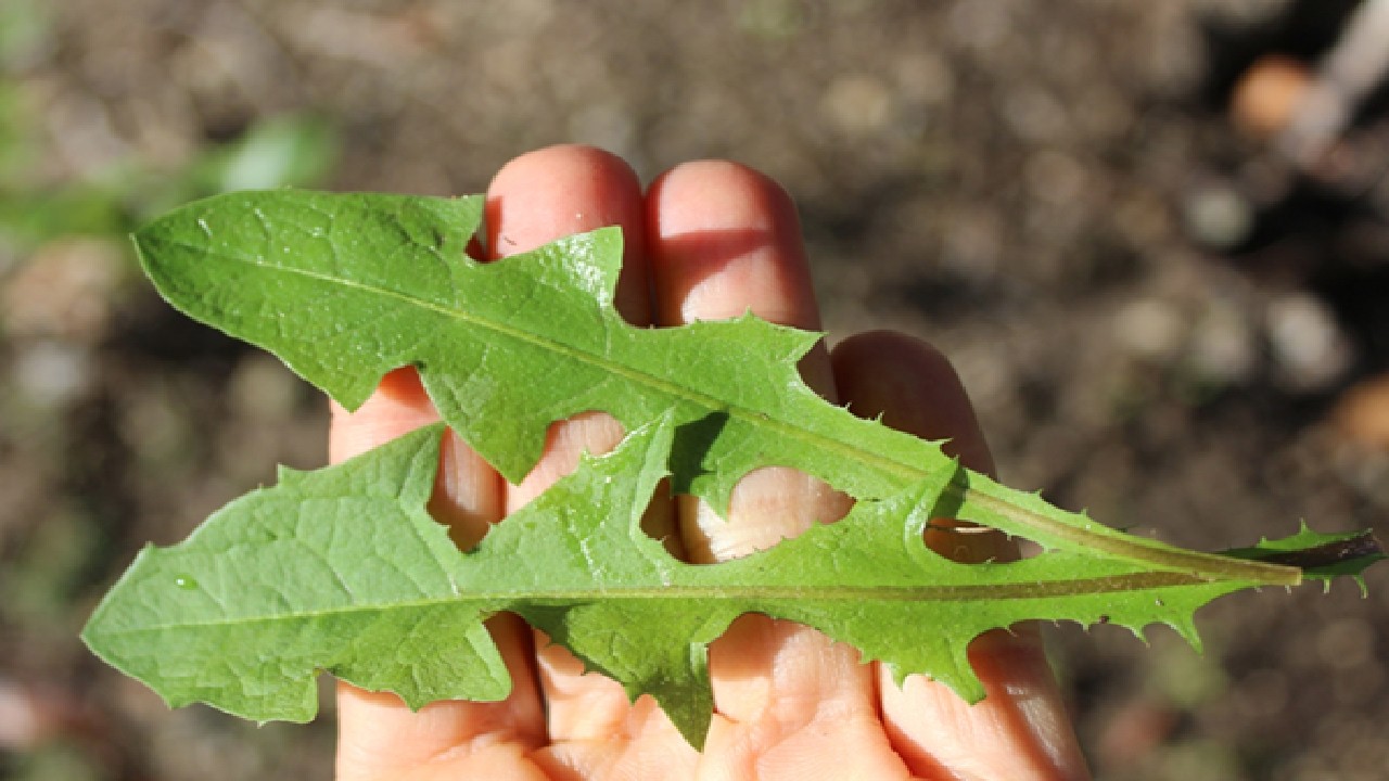 Limpa o Sangue, Combate Queda de Cabelo, Feridas, Caspas, Úlceras #Remédio 💖 MARILENE SARAH FIALHO