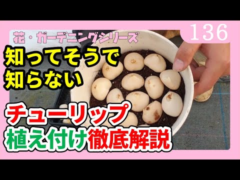 園芸 芝生に球根を植える