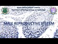 Male reproductive system. Histology