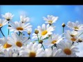 Kunglim Guli (Flowers of My Soul): Song by Yulduz Usmanova (Uzbekistan)