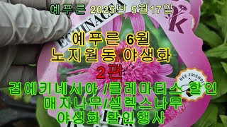 25년5.17) 6월노지월동 야생화 2 겹에키네시아 클레마티스 할인
