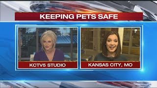 Experts speak out about cold weathers dangers and pets