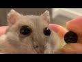 🐹👀 - Rapid Liquid 🐹👀