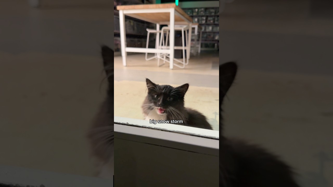 The cat distribution system struck again 😱 thumbnail