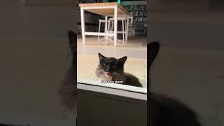 The cat distribution system struck again 😱 thumbnail