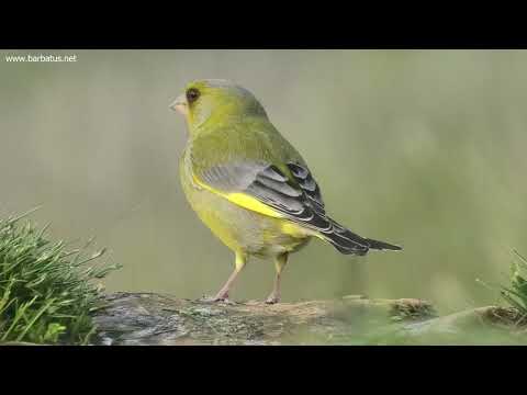 VERDERÓN COMÚN | GREENFINCH | Carduelis c