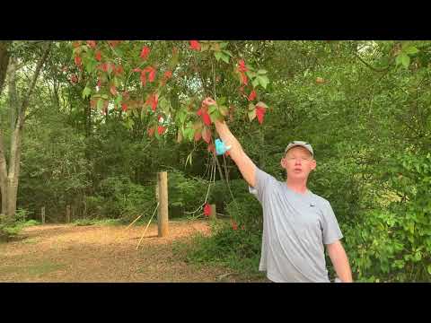 Parthenocissus quinquefolia