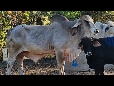 Santiago Nonualco, La Paz Este, El Salvador, domingo 11 de enero 2026