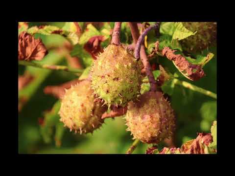 Molife - Druids (Beats)