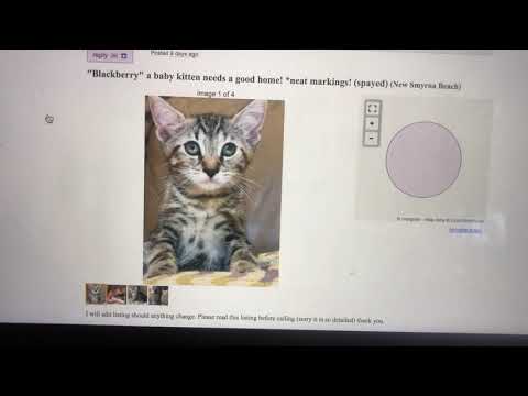 Craigslist Pets Northern Mi