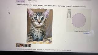 Craigslist- How to Post- Renew - and place animal for adoption
