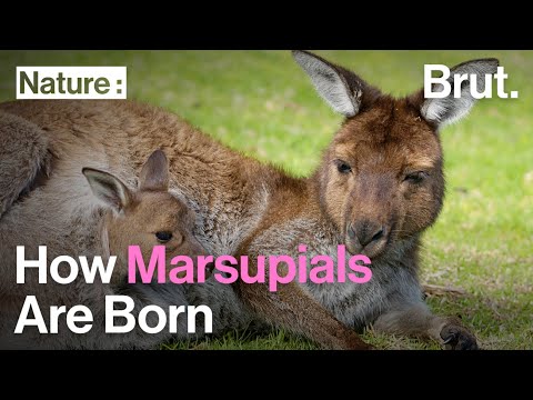 How Marsupials Are Born