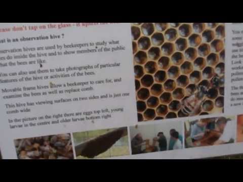 download lagu mp3 mp4 Purple Plant That Attracts Bees, download lagu Purple Plant That Attracts Bees gratis, unduh video klip Purple Plant That Attracts Bees