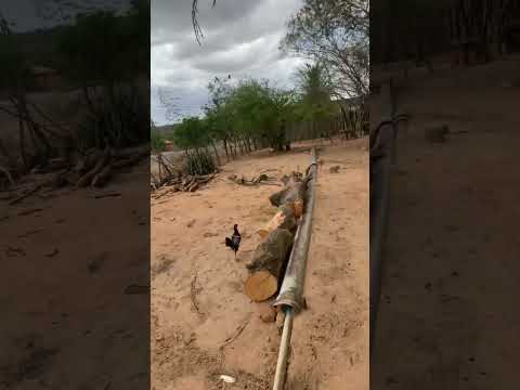 Interior do Ceará - Catarina Ceará #interior #ceará