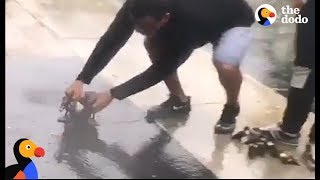 Hurricane Irma: Duck Family Rescued by SWEETEST Guys | The Dodo