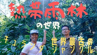 【ケアンズ】熱帯雨林の世界　世界最古の熱帯多雨林　キュランダ観光ツアーで行けちゃうジャングル