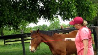 Donnerwetter Fritz, almost 8 mos old colt  4-15-12