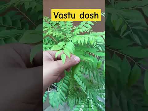 vastu dosh #vastu #viralvideo #plants #gardeningvideos #gardenersgardening #gardenplants