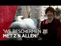 Buurtbewoners maken 'privéterrein' voor broedende zwanen