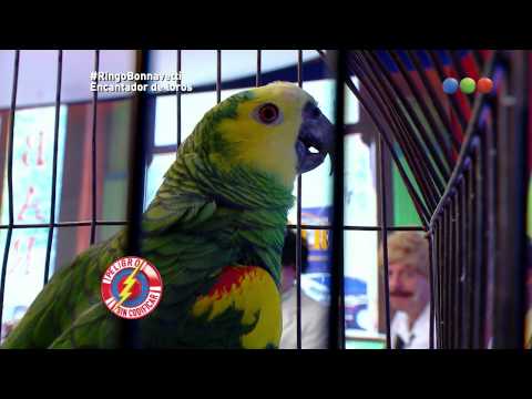 Danger Bar, The Parrot Whisperer – Uncoded Danger