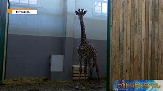 Ծառուկյան ընտանիքը կենդանաբանական այգուն կնվիրի Աֆրիկայից բերված ընձուղտ