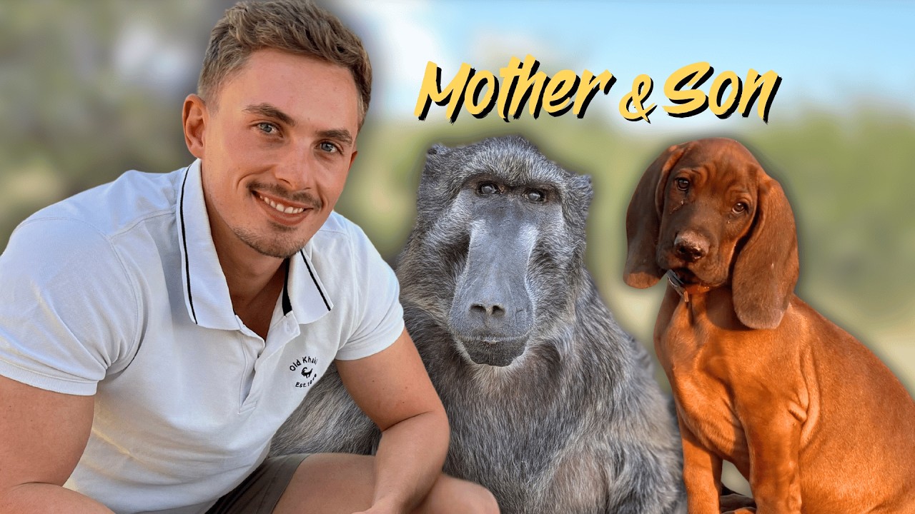 A Mother Baboon Raising A Puppy