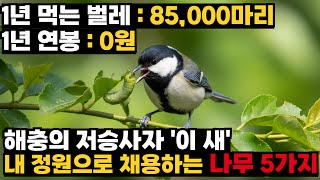 농약  없이 해충 8만마리 초토화, 이 새를 정원으로 부르는 나무 5가지