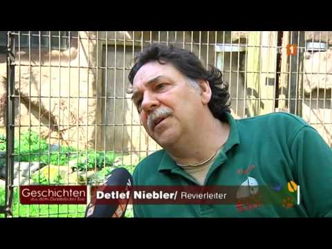 Geschichten aus dem Osnabrücker Zoo -- Gibbons