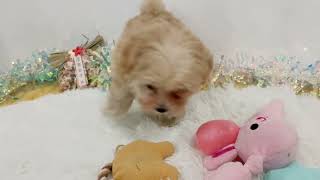 ハーフ犬の動画01