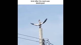 Download lagu Stork bird nest destroyed. Naruto Pain english dub mp3
