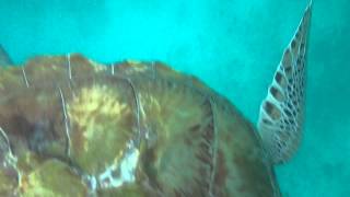 preview picture of video 'Up close with the Hawksbill Sea Turtles in Barbados - Sandy Lane Bay'