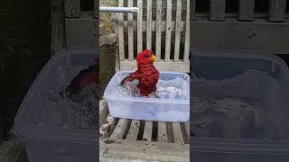 Download lagu Burung nuri maluku (red lory) mandi mp3