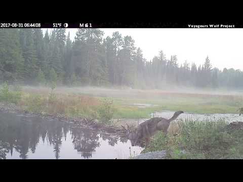 The Wildlife that Crosses a Beaver Dam over 8-month Period in Northern Minnesota