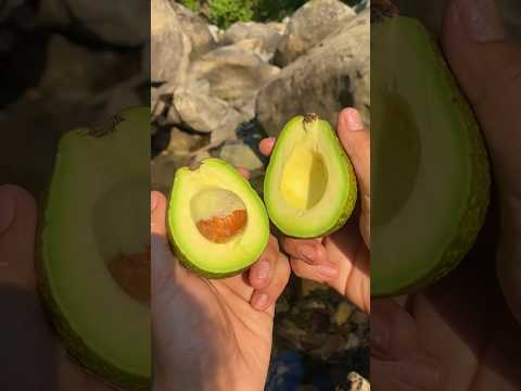 How to make sushi at home easily || Avocado sushi recipe || Jungle Cooking