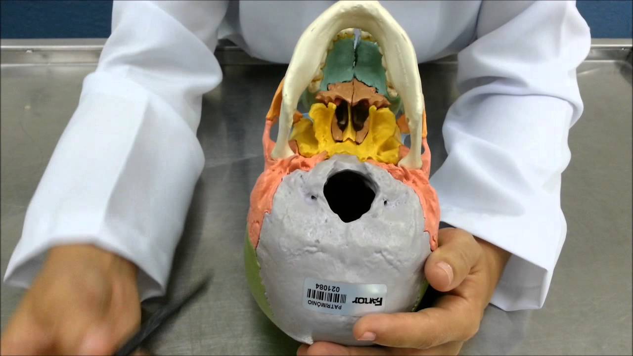 CRÂNIO: Ossos e Suturas