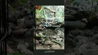 Download lagu Ketika Jalak Suren & Love Bird Masuk Aviary #aviary #jalaksuren #lovebirds #shorts mp3 Download lagu Ketika Jalak Suren & Love Bird Masuk Aviary #aviary #jalaksuren #lovebirds #shorts mp3