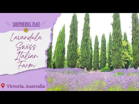 Lavandula Swiss Italian Farm | Lavender Field | Australia Travel Guide | Places to visit - Melbourne