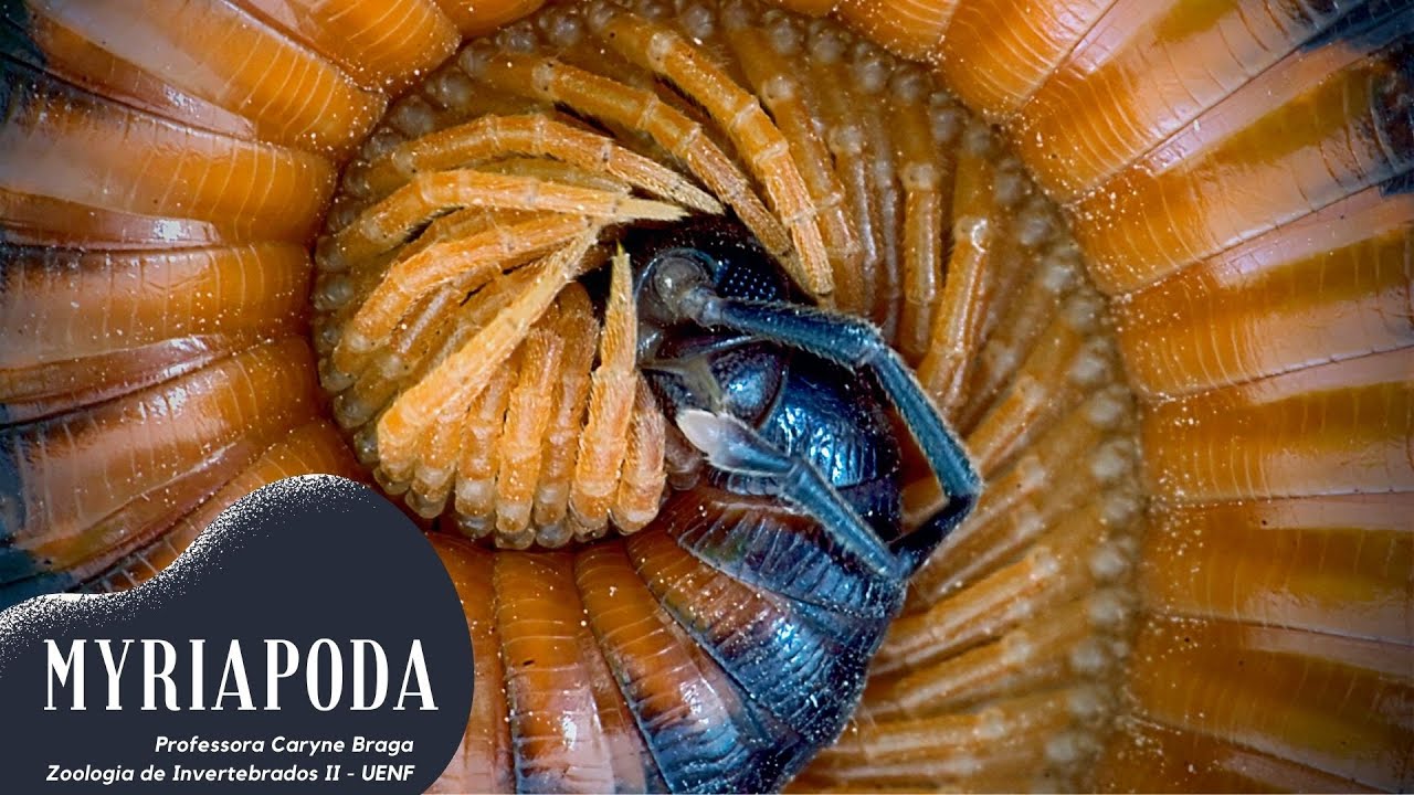 Arthropoda: Myriapoda