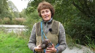 Novice German Shorthaired pointer retrieving cold game from water