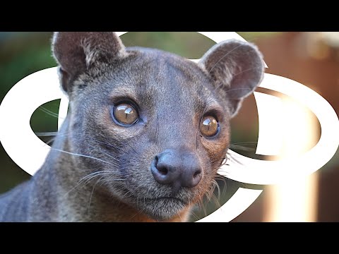 FOSSA is Confirmed! | Planet Zoo News
