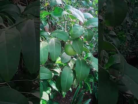 hadiqa kiyani#pustosong#jaanan