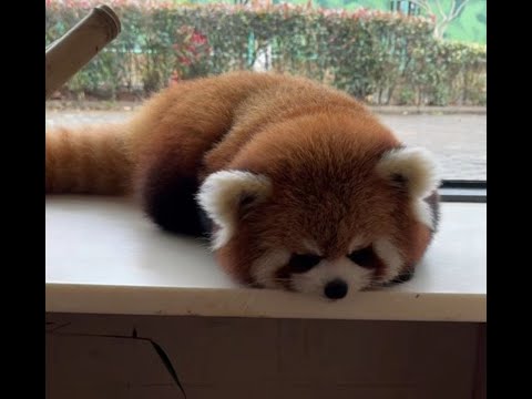 (Extreme Demon) Stage 19 100%